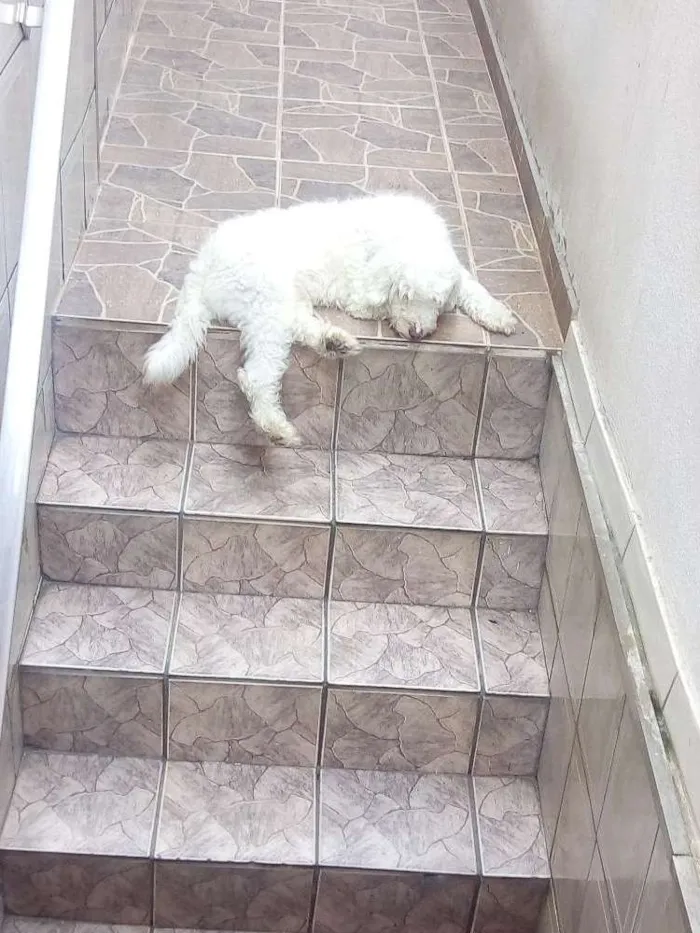 Cachorro ra a Vira lata idade 6 ou mais anos nome Floquinho