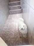 Floquinho