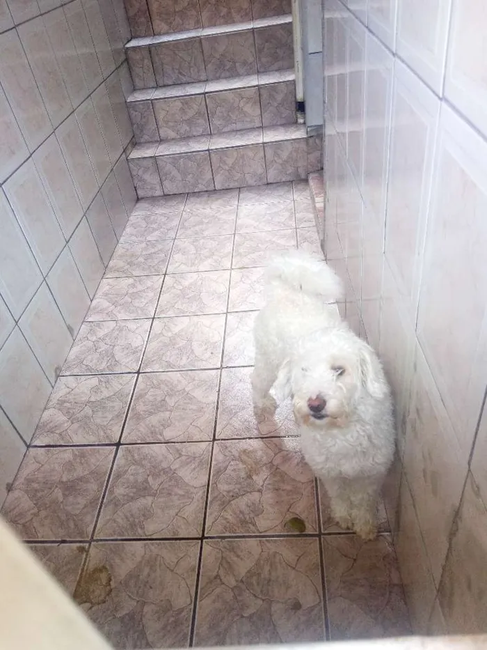 Cachorro ra a Vira lata idade 6 ou mais anos nome Floquinho
