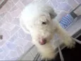 Floquinho