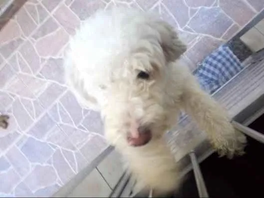 Cachorro ra a Vira lata idade 6 ou mais anos nome Floquinho