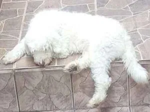 Cachorro raça Vira lata idade 6 ou mais anos nome Floquinho