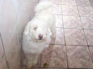 Cachorro raça Vira lata idade 6 ou mais anos nome Floquinho