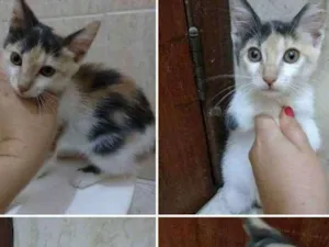 Gato raça Srd idade 2 a 6 meses nome Sem nome