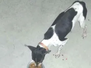 Cachorro raça Picher idade 1 ano nome Duck