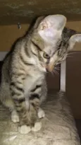 Safira