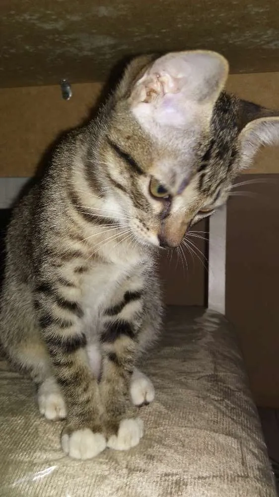 Gato ra a Vira-lata idade 2 a 6 meses nome Safira