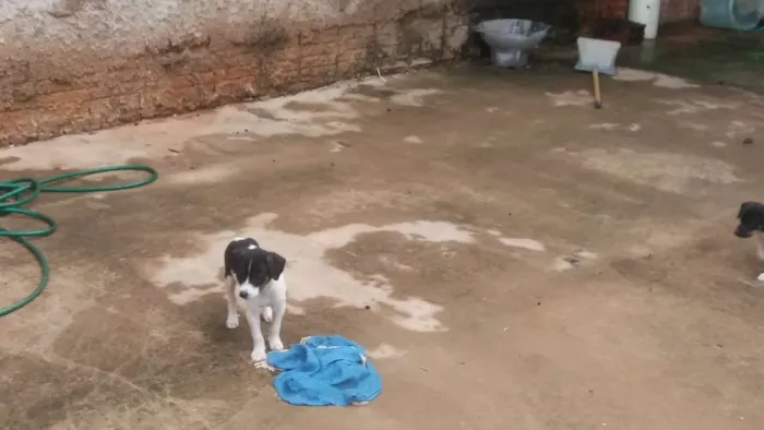 Cachorro ra a Vira lata idade 2 a 6 meses nome Não tem nomes
