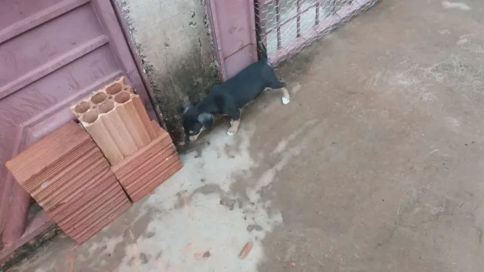 Cachorro ra a Vira lata idade 2 a 6 meses nome Não tem nomes