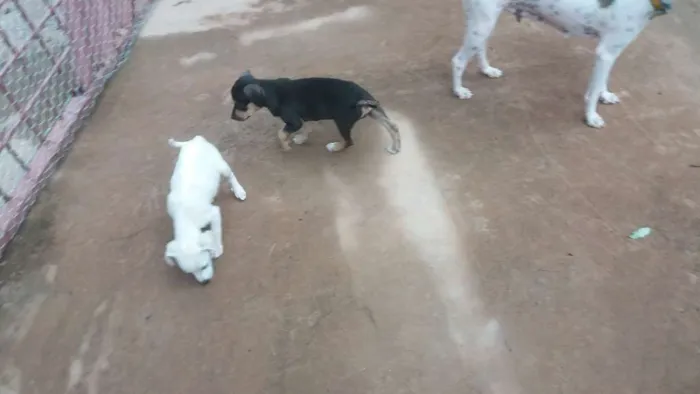 Cachorro ra a Vira lata idade 2 a 6 meses nome Não tem nomes