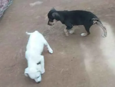 Cachorro ra a Vira lata idade 2 a 6 meses nome Não tem nomes
