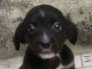 Cachorro raça srd idade  nome Cazuza