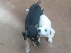 Cachorro raça Vira lata idade 2 a 6 meses nome Não tem nomes
