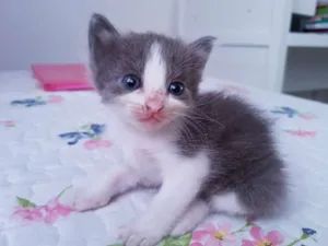 Gato raça Indefinida  idade Abaixo de 2 meses nome Sem nome