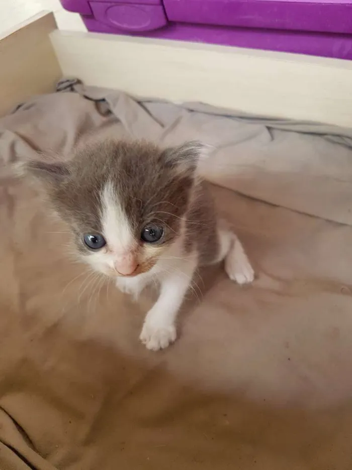 Gato raça Indefinida  idade Abaixo de 2 meses nome Sem nome