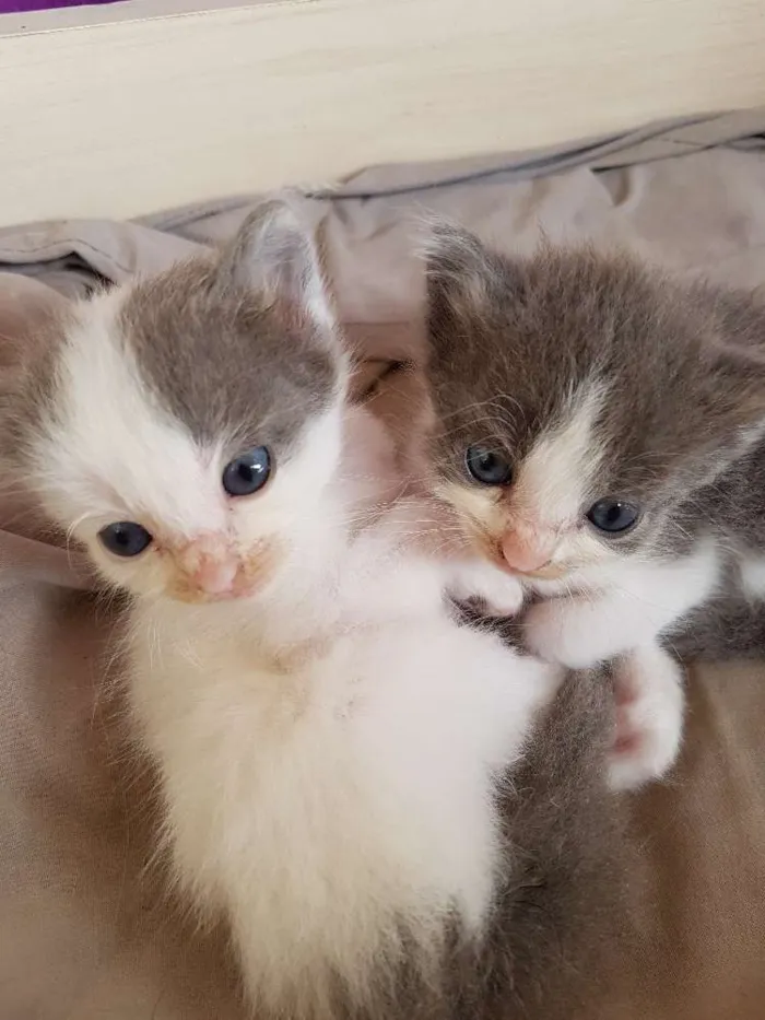 Gato raça Indefinida idade Abaixo de 2 meses nome Sem nome