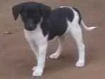 Cachorro raça Vira lata idade 2 a 6 meses nome Nao tem nomes