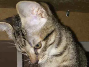 Gato raça Vira-lata idade 2 a 6 meses nome Safira