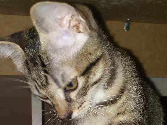 Gato ra a Vira-lata idade 2 a 6 meses nome Safira