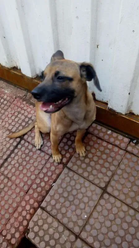 Cachorro raça srd idade 7 a 11 meses nome Dodge