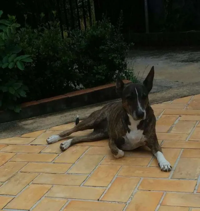 Cachorro ra a Bull Terrier com Vira Lata idade 6 ou mais anos nome Escopeta