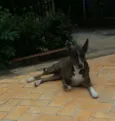 Escopeta