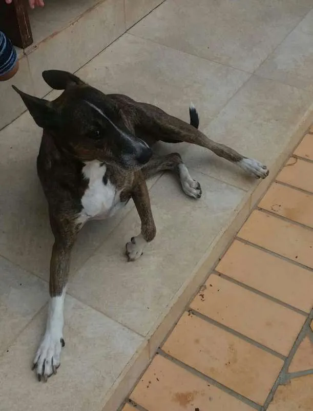 Cachorro ra a Bull Terrier com Vira Lata idade 6 ou mais anos nome Escopeta