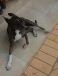 Escopeta