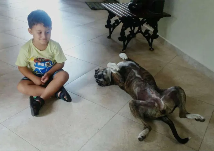 Cachorro ra a Bull Terrier com Vira Lata idade 6 ou mais anos nome Escopeta