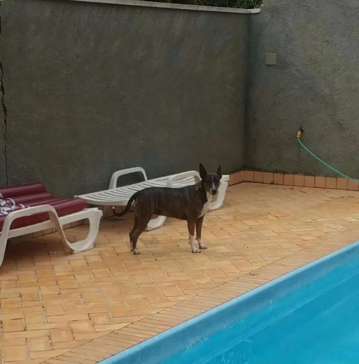 Cachorro ra a Bull Terrier com Vira Lata idade 6 ou mais anos nome Escopeta