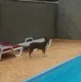 Escopeta