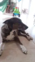 Escopeta