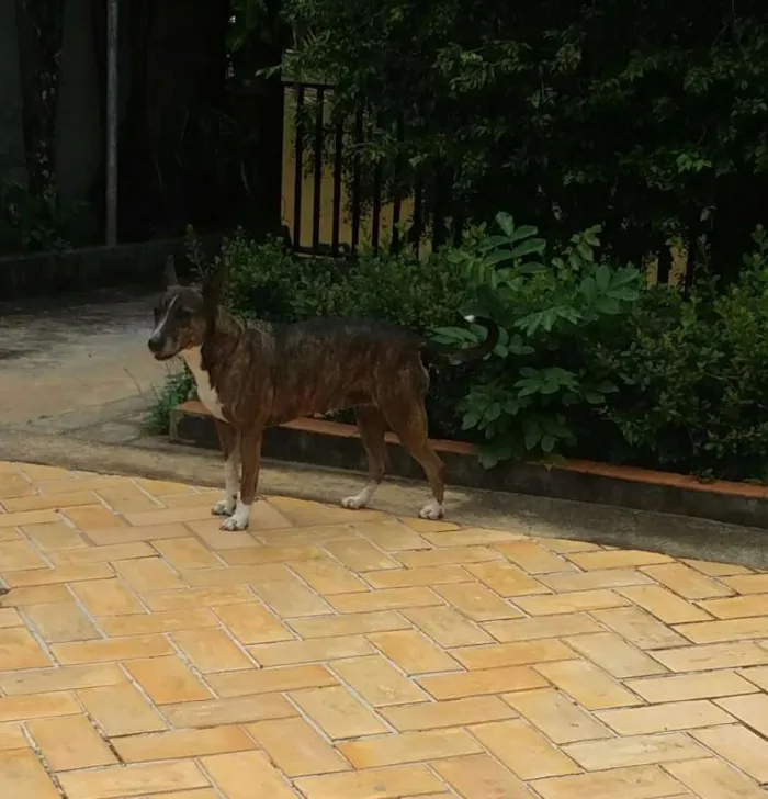 Cachorro ra a Bull Terrier com Vira Lata idade 6 ou mais anos nome Escopeta
