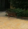 Escopeta