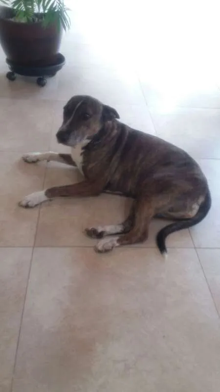 Cachorro ra a Bull Terrier com Vira Lata idade 6 ou mais anos nome Escopeta