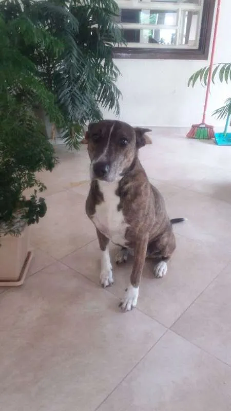 Cachorro ra a Bull Terrier com Vira Lata idade 6 ou mais anos nome Escopeta