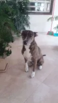 Escopeta