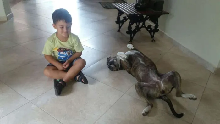 Cachorro ra a Bull Terrier com Vira Lata idade 6 ou mais anos nome Escopeta