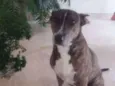 Escopeta