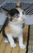 Belinha