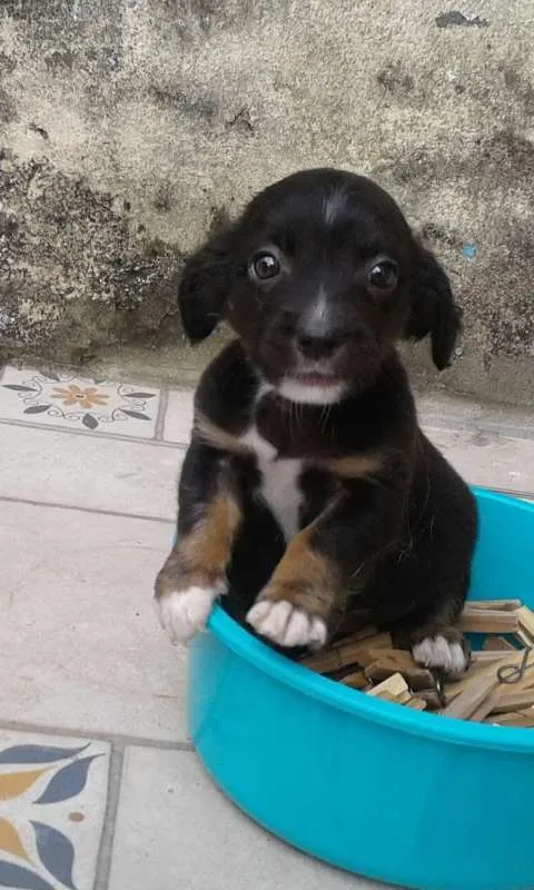 Cachorro ra a srd idade Abaixo de 2 meses nome Cazuza