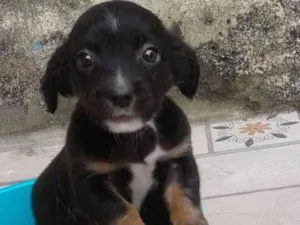 Cachorro raça srd idade Abaixo de 2 meses nome Cazuza
