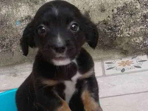 Cachorro ra a srd idade Abaixo de 2 meses nome Cazuza