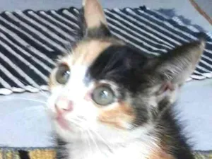 Gato raça SRD idade Abaixo de 2 meses nome Belinha