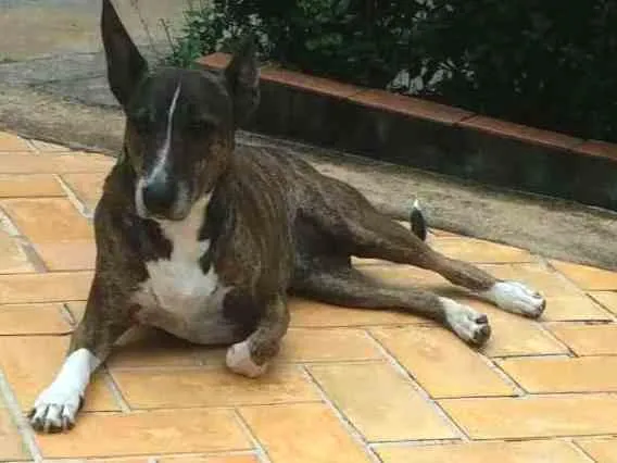 Cachorro ra a Bull Terrier com Vira Lata idade 6 ou mais anos nome Escopeta