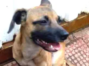 Cachorro raça srd idade 7 a 11 meses nome Dodge