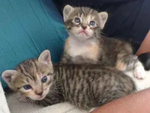 Gato raça Gato idade 2 a 6 meses nome Filhotes