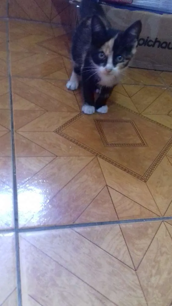 Gato ra a  idade 2 a 6 meses nome Lili
