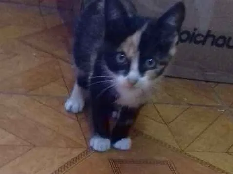 Gato ra a  idade 2 a 6 meses nome Lili