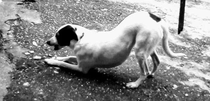 Cachorro ra a SRD idade 6 ou mais anos nome Diana